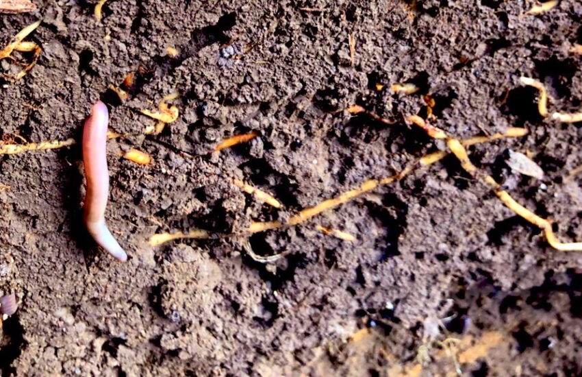 Boden Artenvielfalt Regenwurm Wurzeln Krümelgefüge Bodenpilze Pilze
