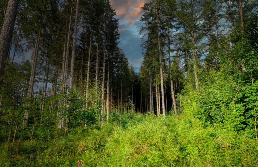 Waldlichtung Bodenaktivität Bodentemperatur