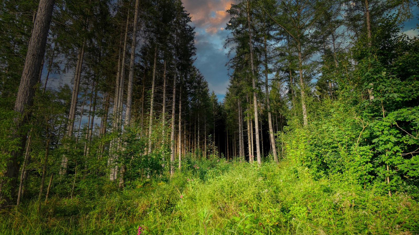 Waldlichtung Bodenaktivität Bodentemperatur