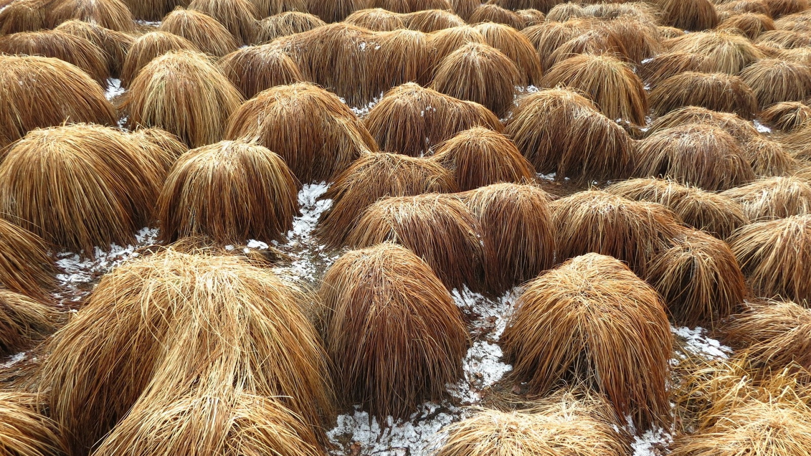 Permafrost Tundra Arktische Böden