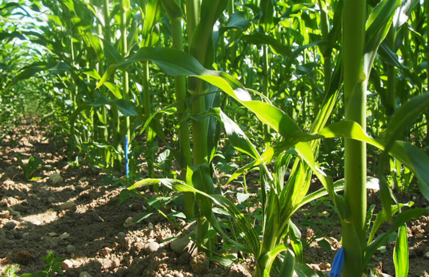 Mais Boden Impfung Pflanzen