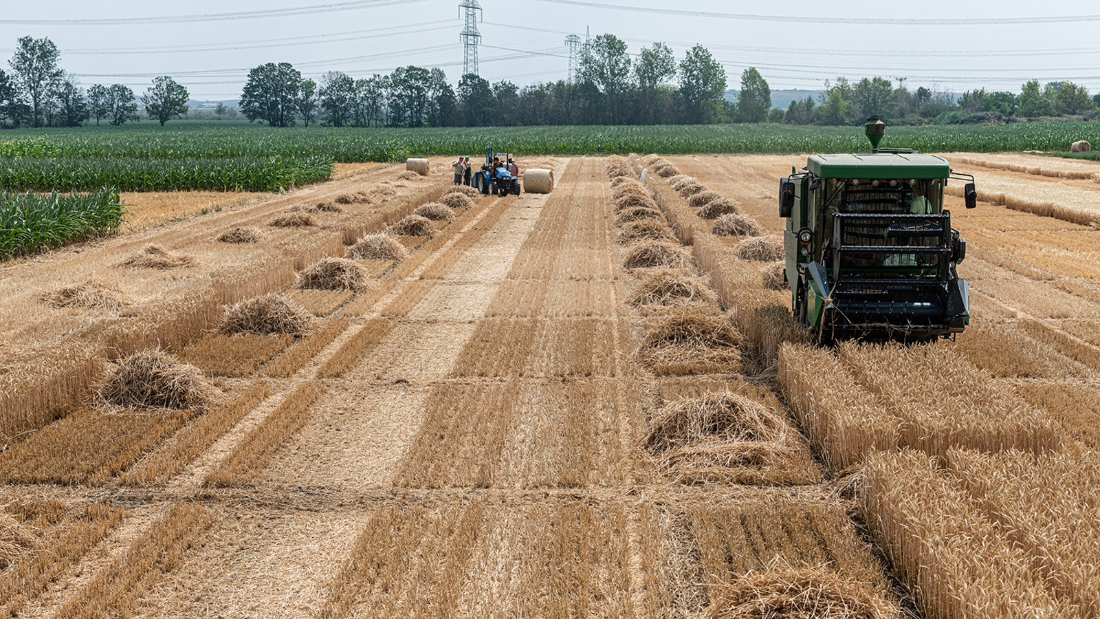 Großteil giftiger Metalle im Weizenkorn stammen aus Dünger