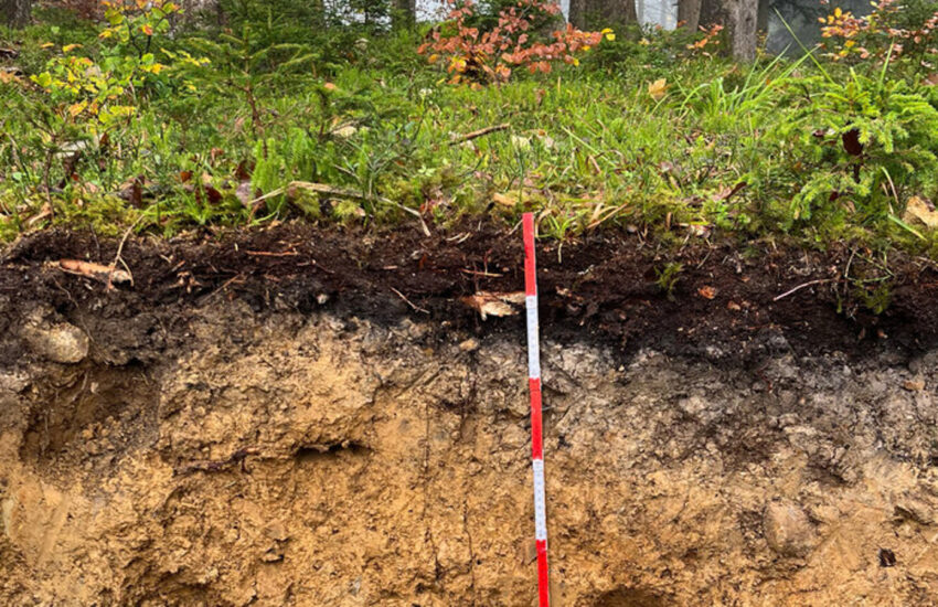 Kohlenstoffsenke Waldboden