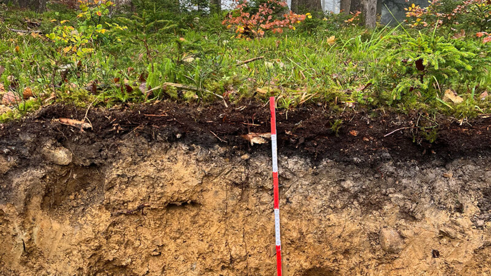 Waldoden zeitweise Kohlenstoffsenke