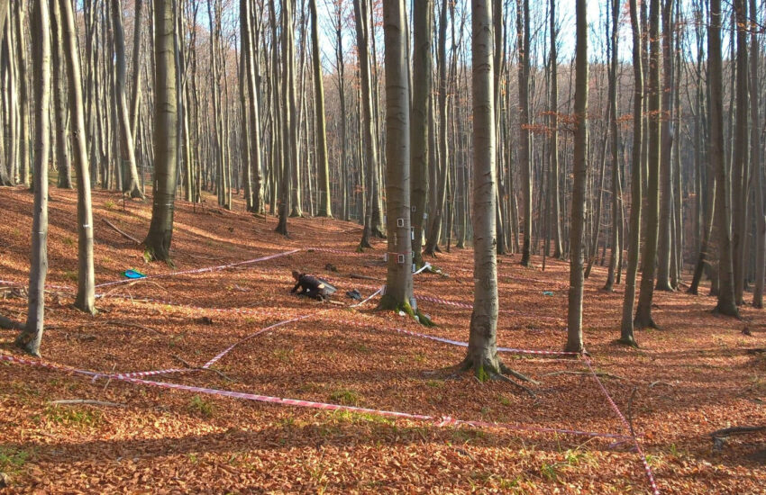 Waldböden Methan Foto: Martin Maier