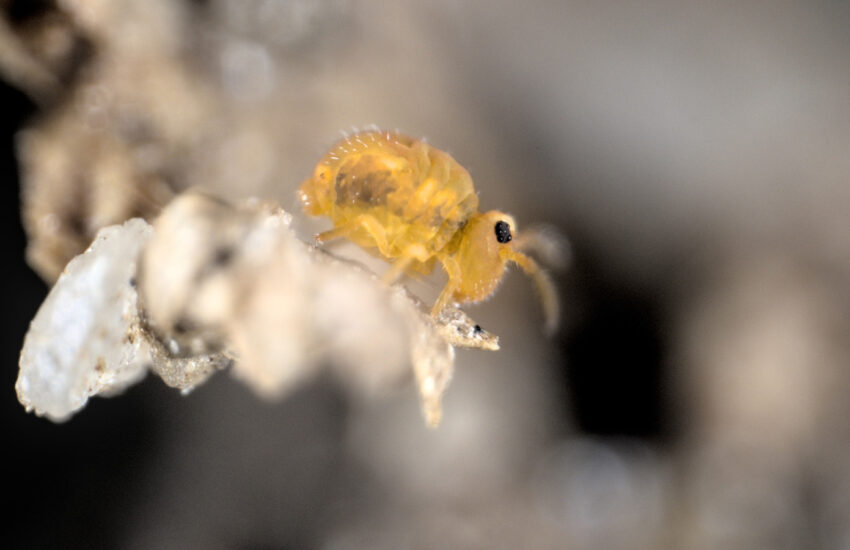 Springschwänze, wie dieses Tier aus der Gattung Sminthurinus, halten mit vielen weiteren Bodentieren, das Ökosystem Boden am Laufen.