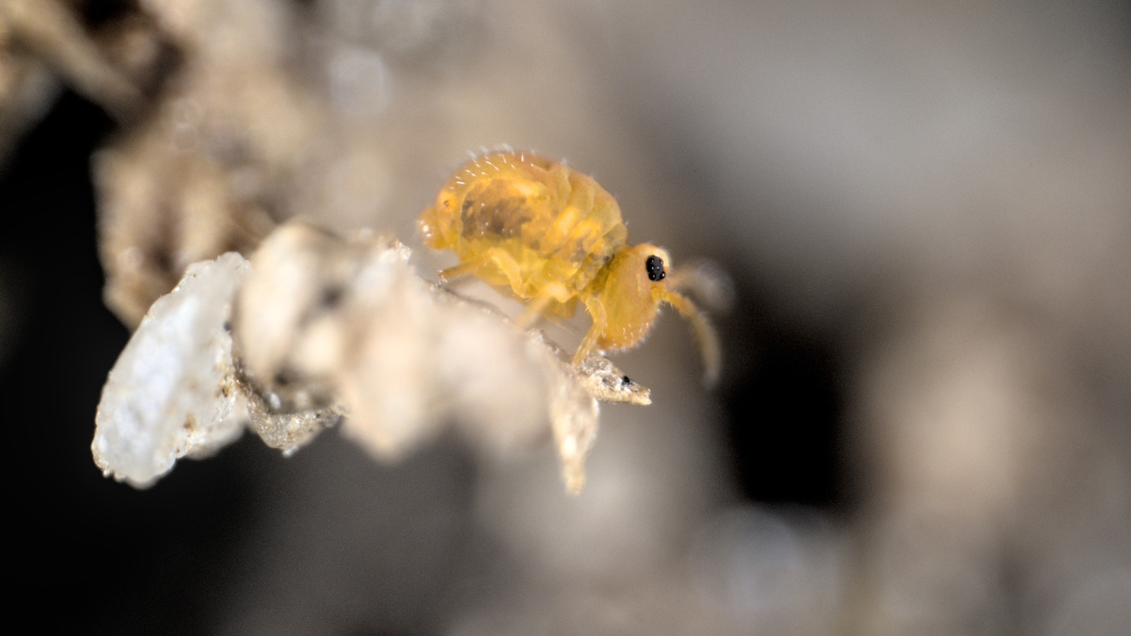 Springschwanz und die Rolle von Boden-Betriebsarten