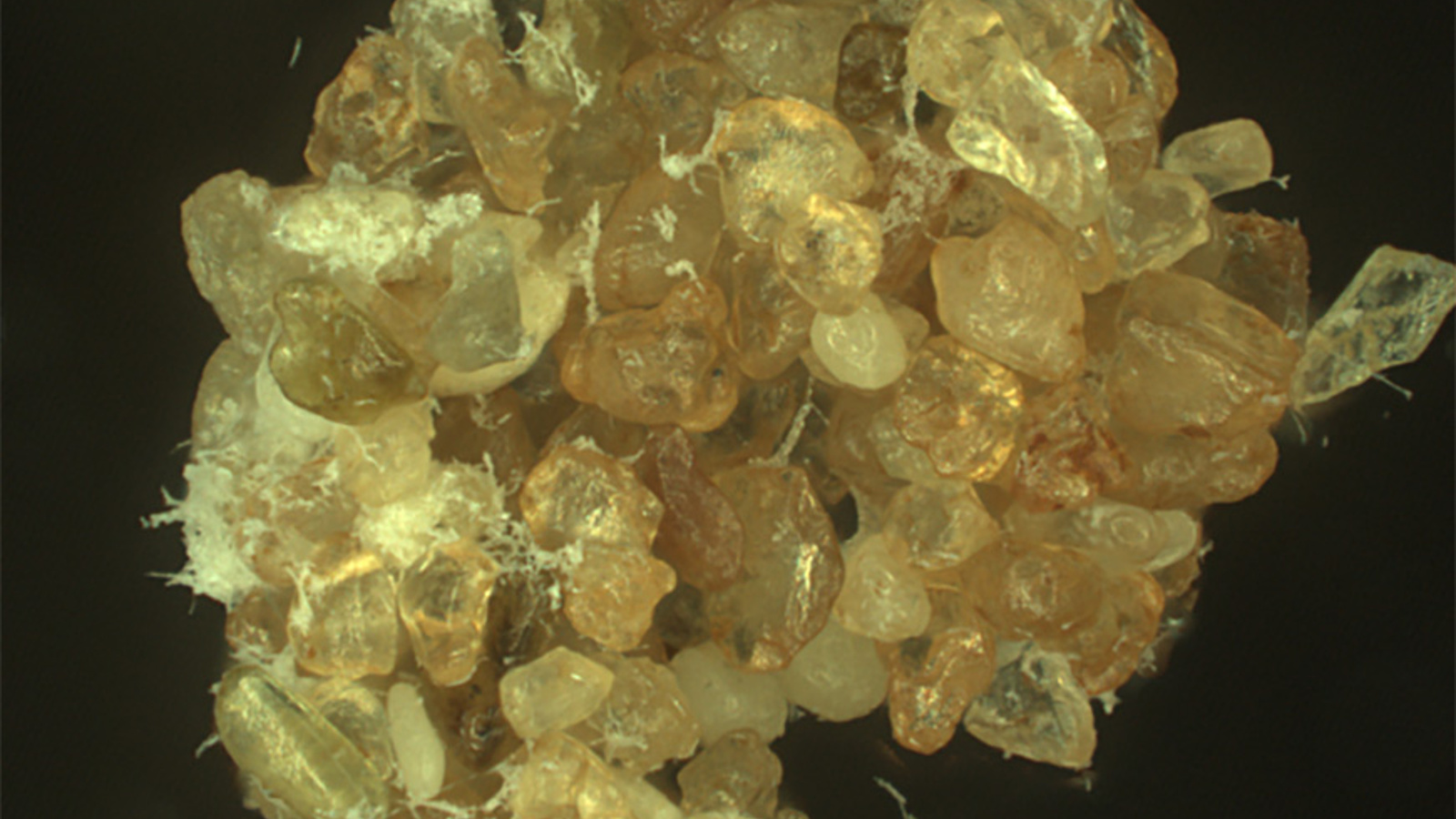 Mit Biopolymeren zu stabilerem Boden